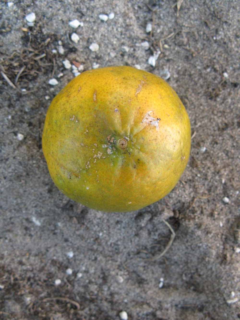            Fruit (Winter Haven, FL)   